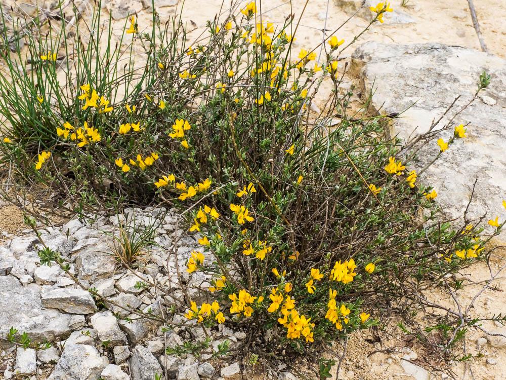 Genêt poilu, Genêt velu, Genette Genista pilosa L., 1753