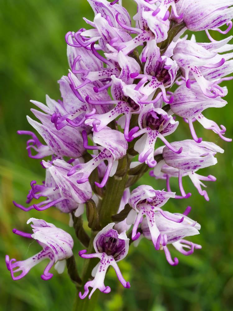 Orchis singe Orchis simia Lam., 1779