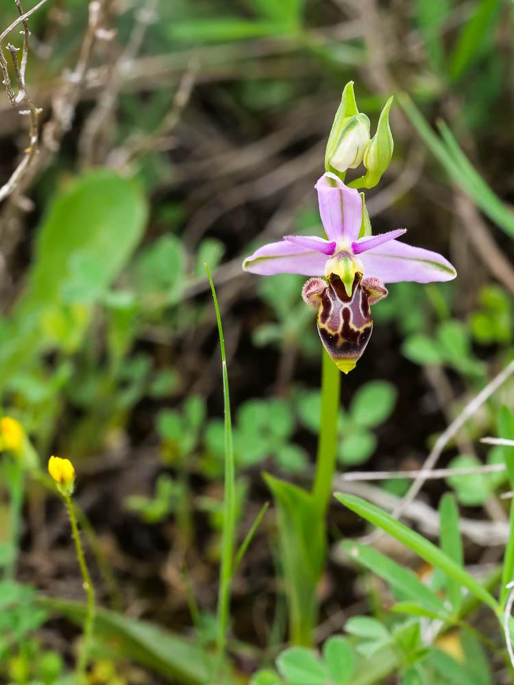 Ophrys bécasse Ophrys scolopax Cav., 1793