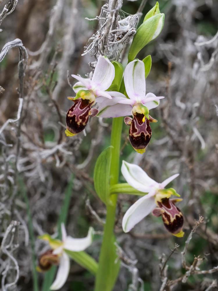 Ophrys bécasse Ophrys scolopax Cav., 1793
