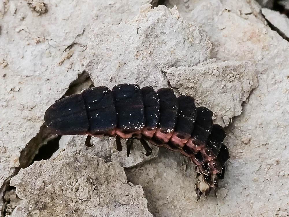 Ver luisant, Lampyre Lampyris noctiluca (Linnaeus, 1758)
