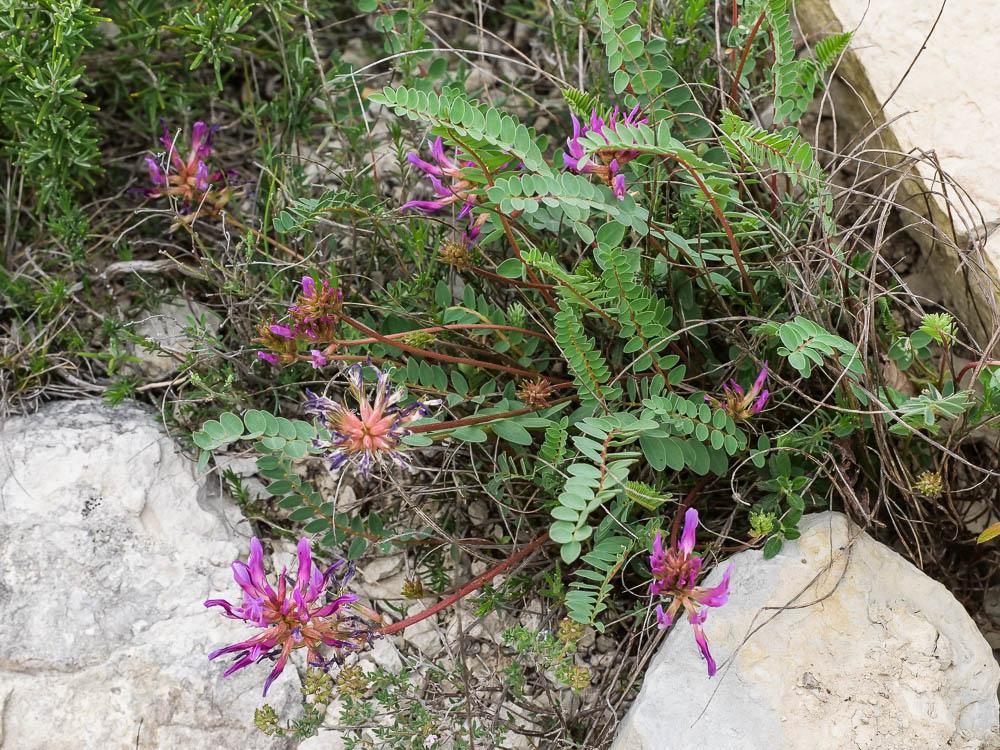 Astragale de Montpellier, Esparcette bâtarde Astragalus monspessulanus L., 1753