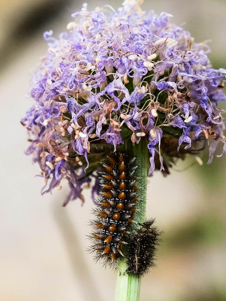 Mélitée des Centaurées (La), Grand Damier (Le) Melitaea phoebe (Denis & Schiffermüller, 1775)