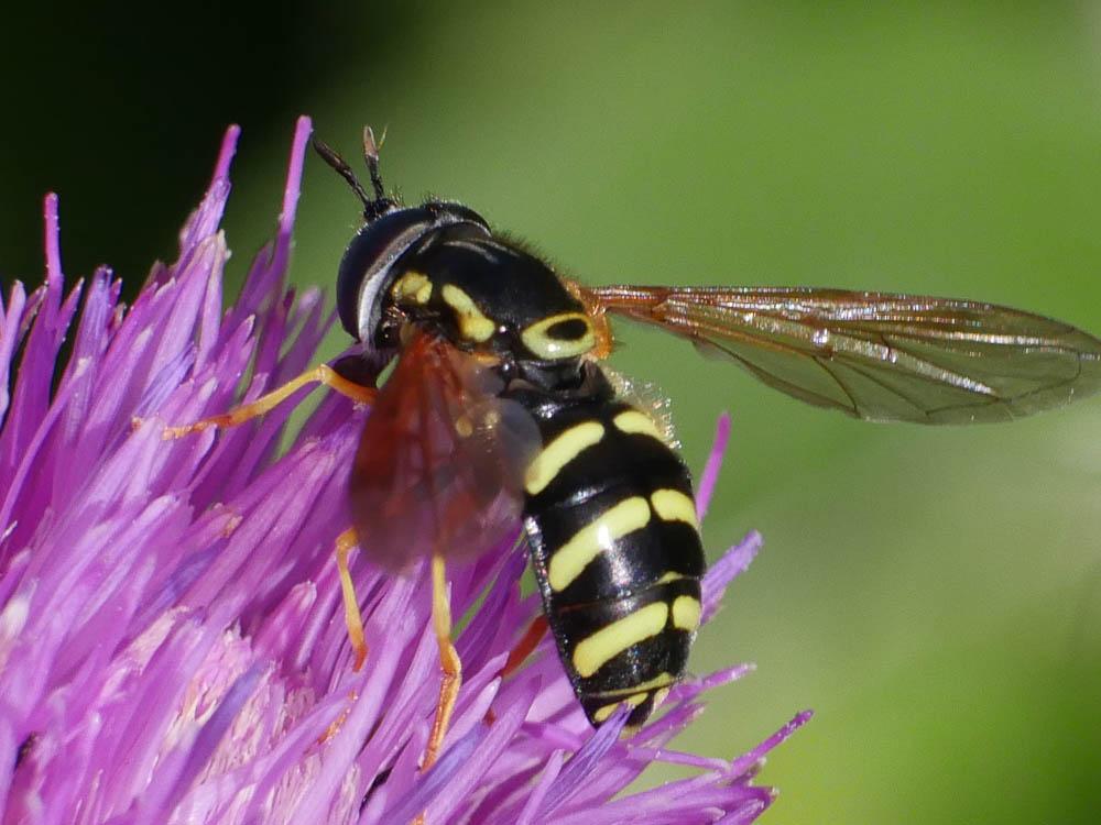 Chrysotoxum vernale Loew, 1841