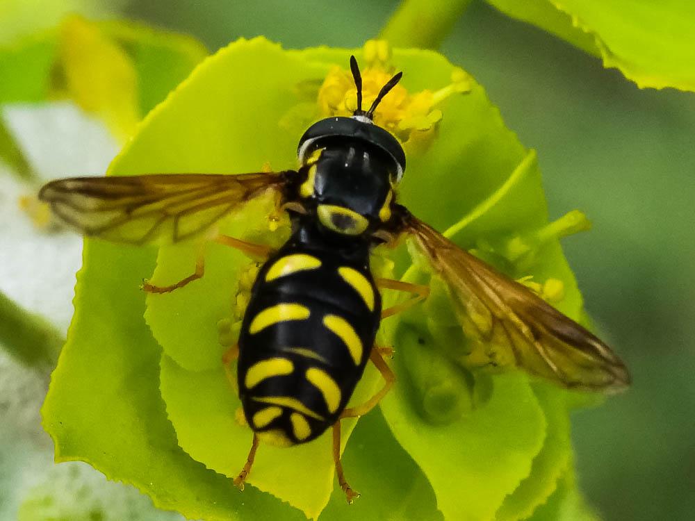 Chrysotoxum vernale Loew, 1841