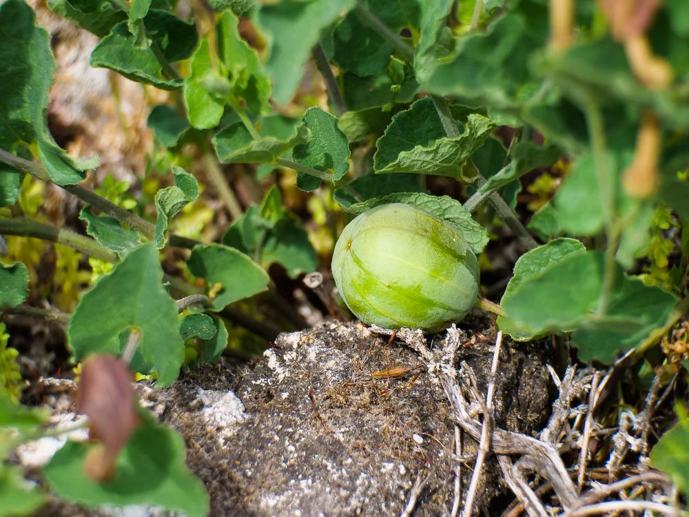 Pistoloche Aristolochia pistolochia L., 1763