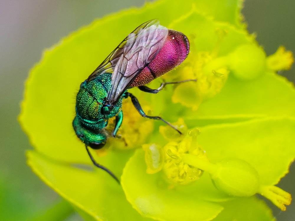  Chrysura Dahlbom, 1845