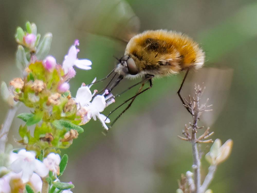 Grand bombyle Bombylius major Linnaeus, 1758