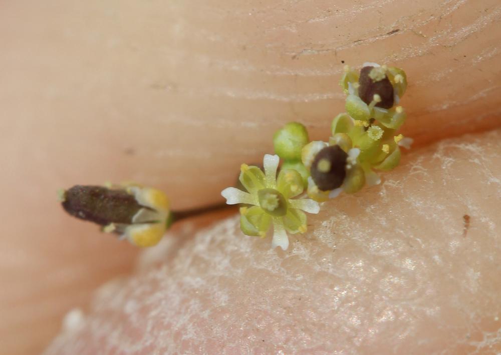 Hyménolobe couché Hornungia procumbens (L.) Hayek, 1925