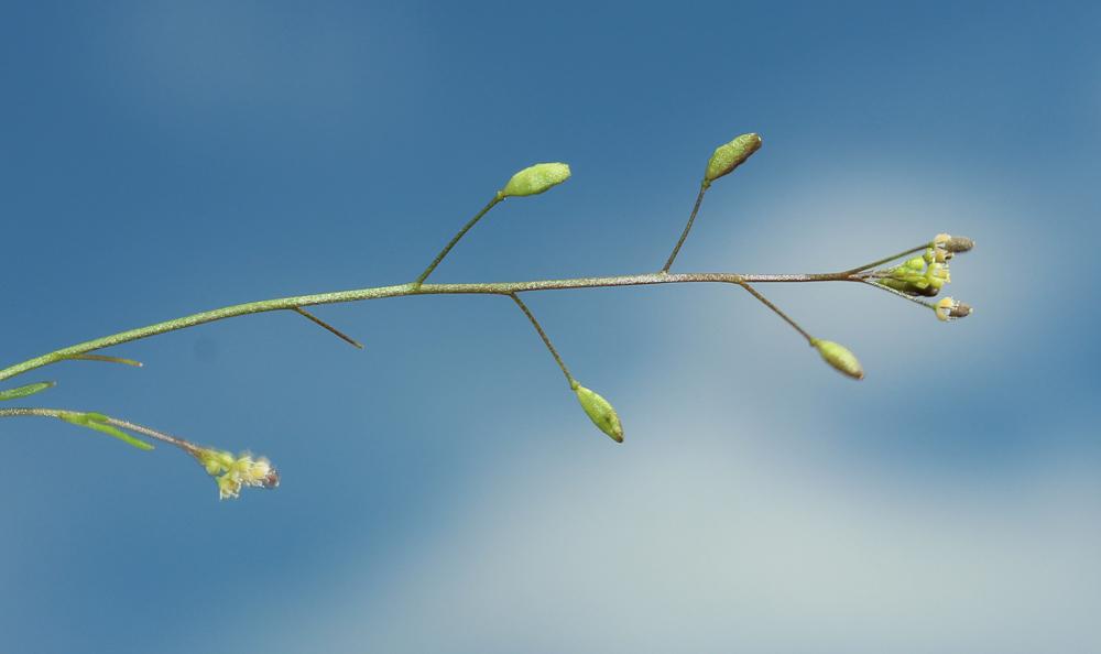 Hyménolobe couché Hornungia procumbens (L.) Hayek, 1925