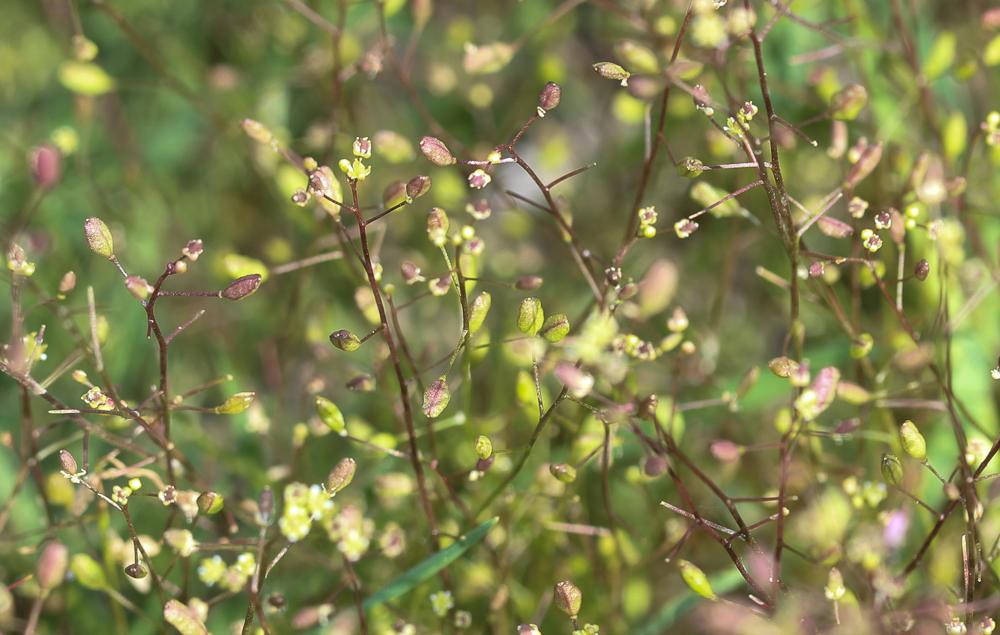 Hyménolobe couché Hornungia procumbens (L.) Hayek, 1925