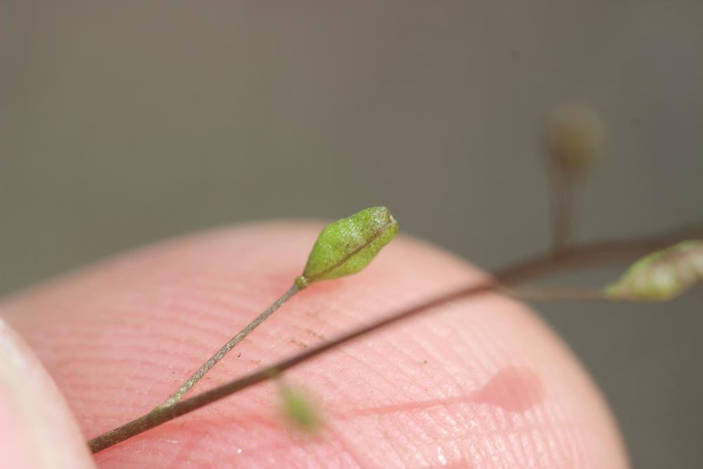 Hyménolobe couché Hornungia procumbens (L.) Hayek, 1925