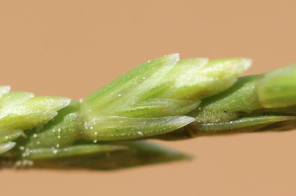 Catapode des graviers Micropyrum tenellum (L.) Link, 1844