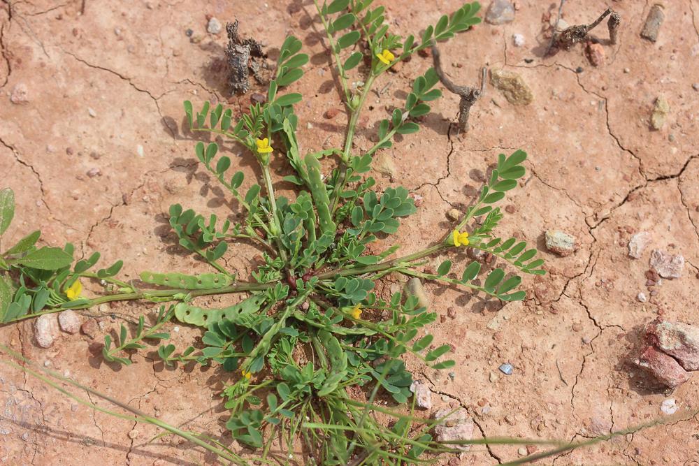 Hippocrépide à deux fleurs Hippocrepis biflora Spreng., 1815