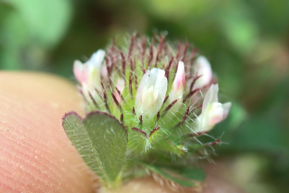 Trèfle fausse-bardane Trifolium lappaceum L., 1753