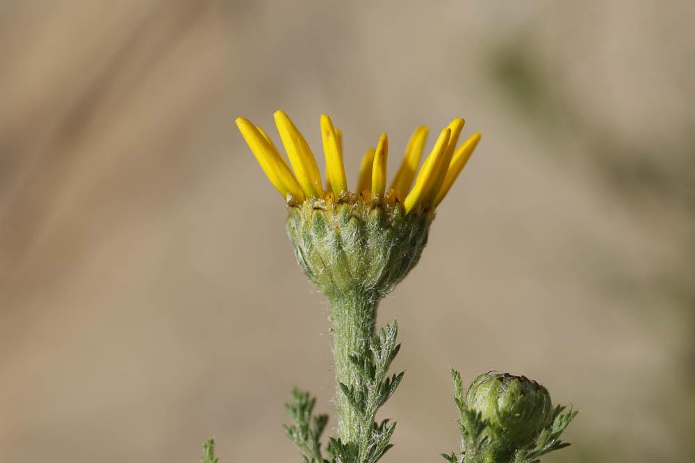 Anacycle radié Anacyclus radiatus Loisel., 1828