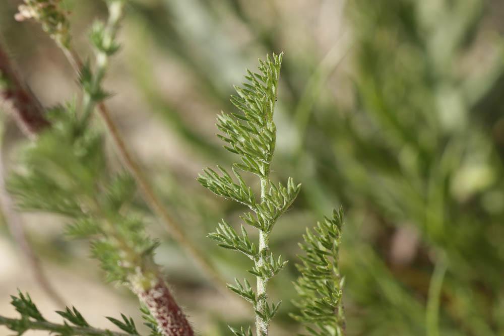 Anacycle radié Anacyclus radiatus Loisel., 1828