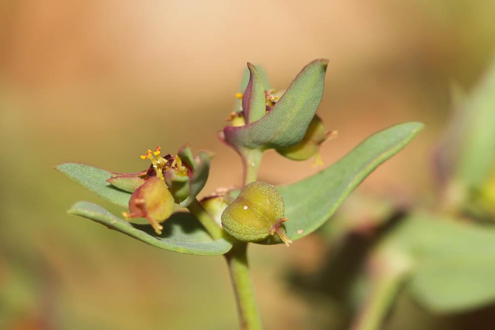 Euphorbe sillonée Euphorbia sulcata Lens ex Loisel., 1828