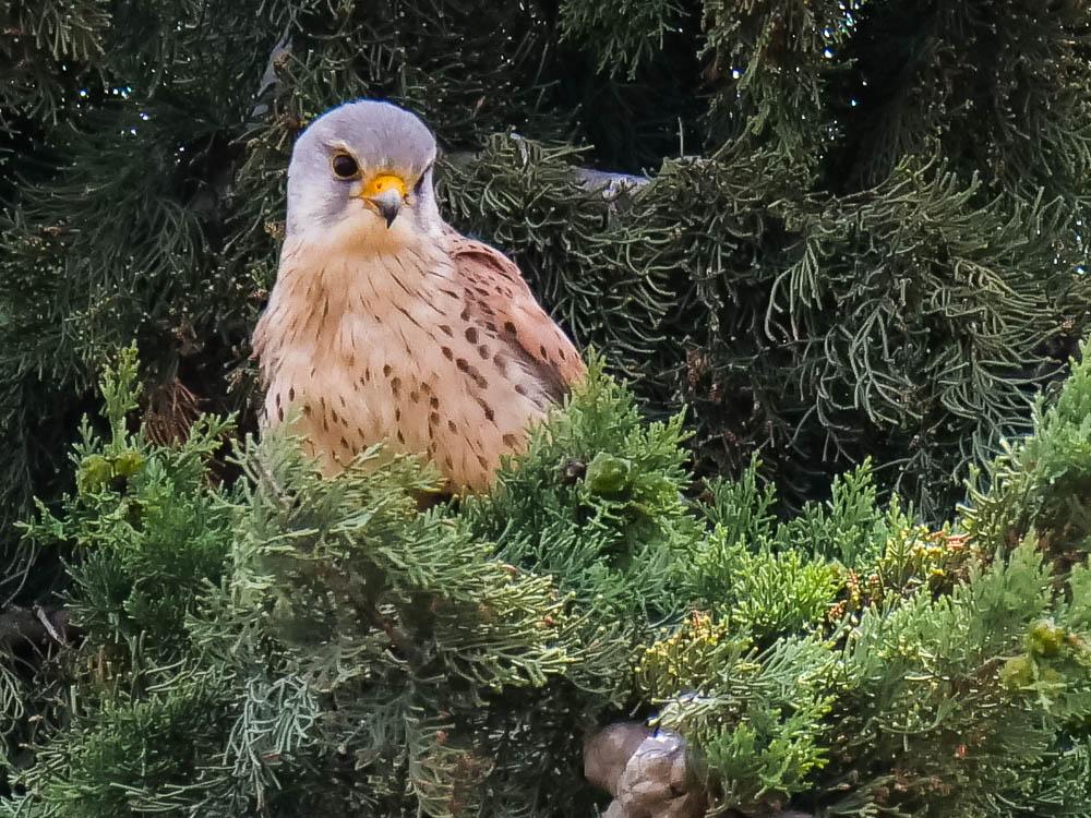 Faucon crécerelle Falco tinnunculus Linnaeus, 1758