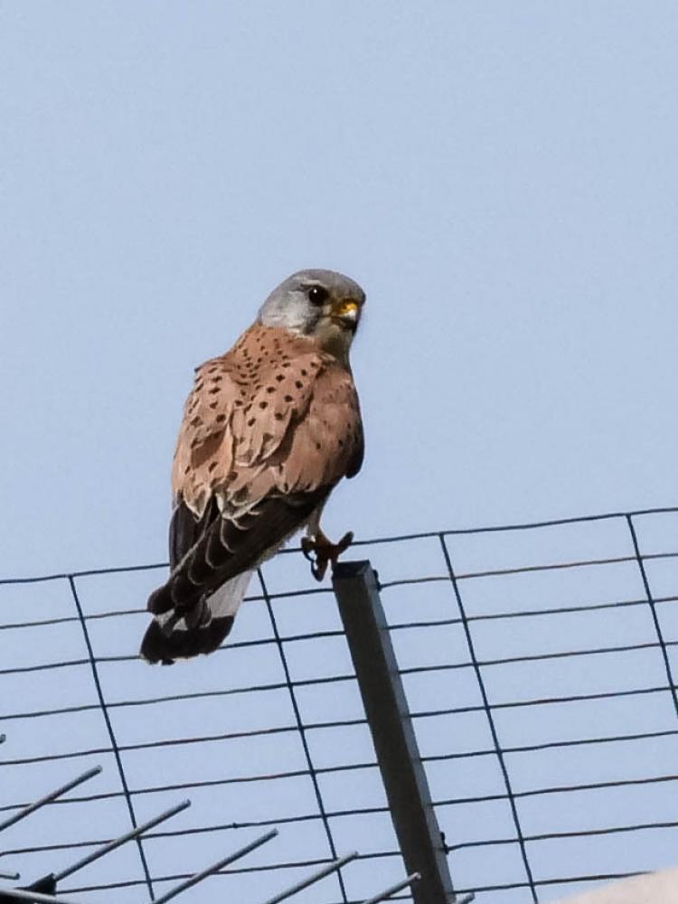 Faucon crécerelle Falco tinnunculus Linnaeus, 1758