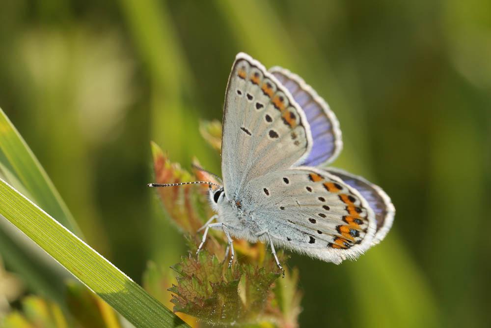 Azuré des Coronilles (L'), Azuré porte-arceaux (L' Plebejus argyrognomon (Bergsträsser, 1779)