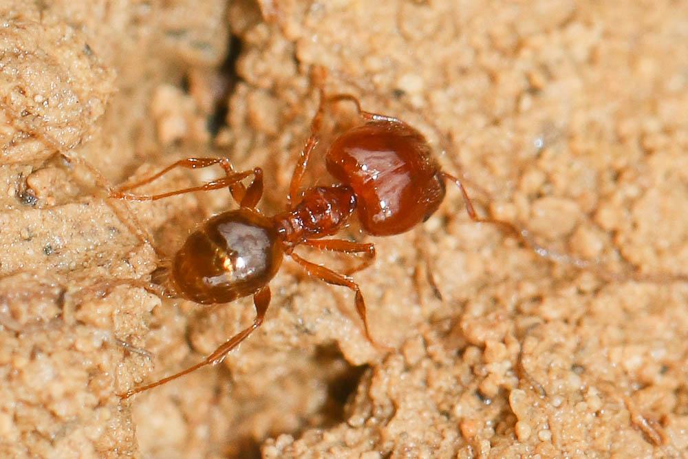  Pheidole pallidula (Nylander, 1849)