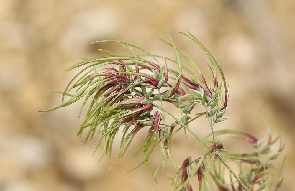  Poa bulbosa var. vivipara Koeler, 1802