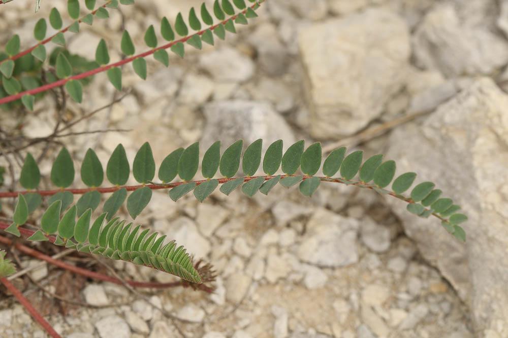 Astragale de Montpellier, Esparcette bâtarde Astragalus monspessulanus L., 1753