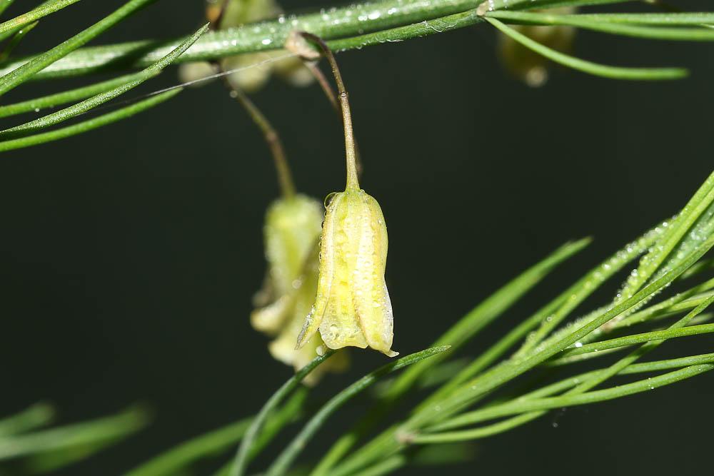 Asperge officinale Asparagus officinalis L., 1753