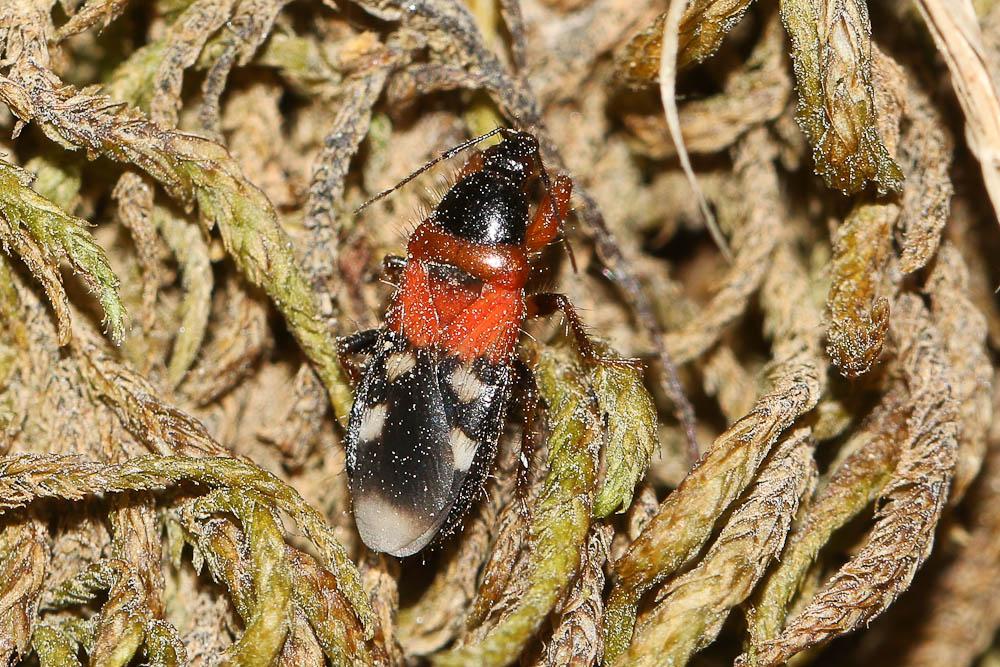 Prostemma sanguineum (Rossi, 1790)