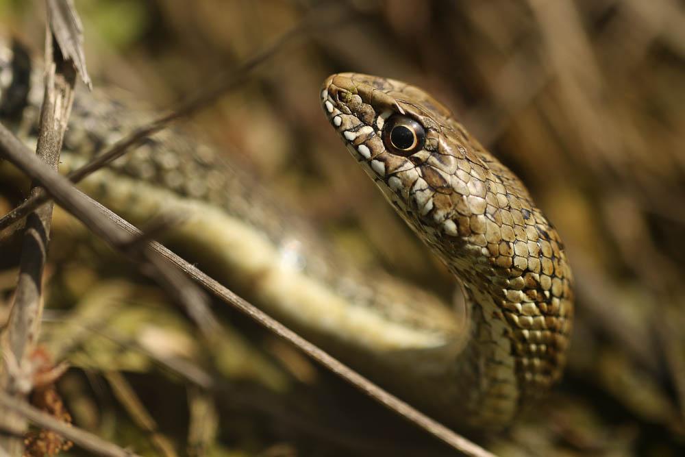 Couleuvre de Montpellier Malpolon monspessulanus (Hermann, 1804)