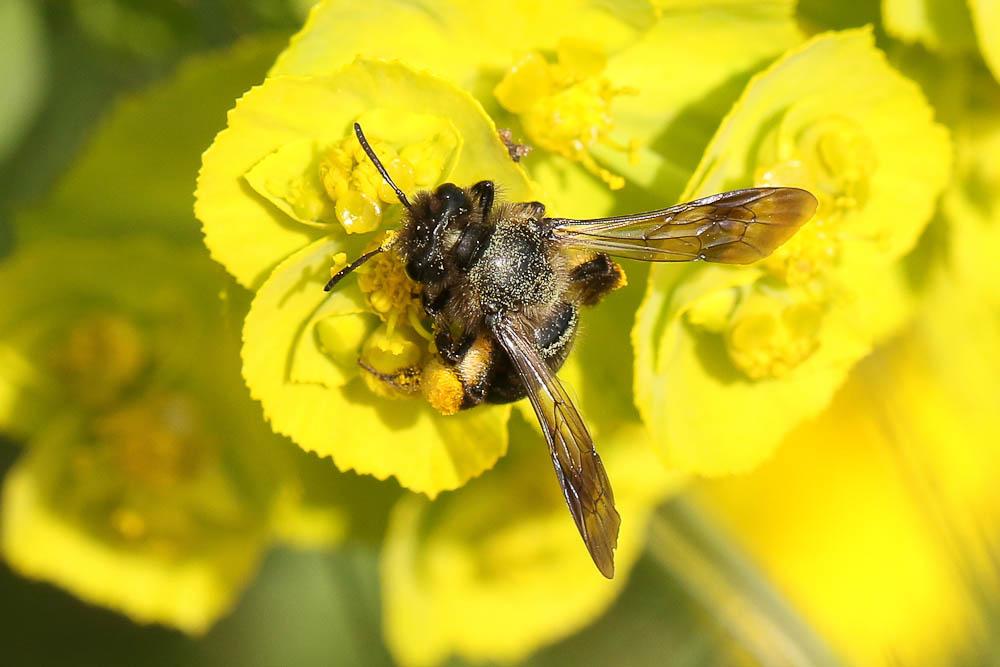 Andrena Fabricius, 1775