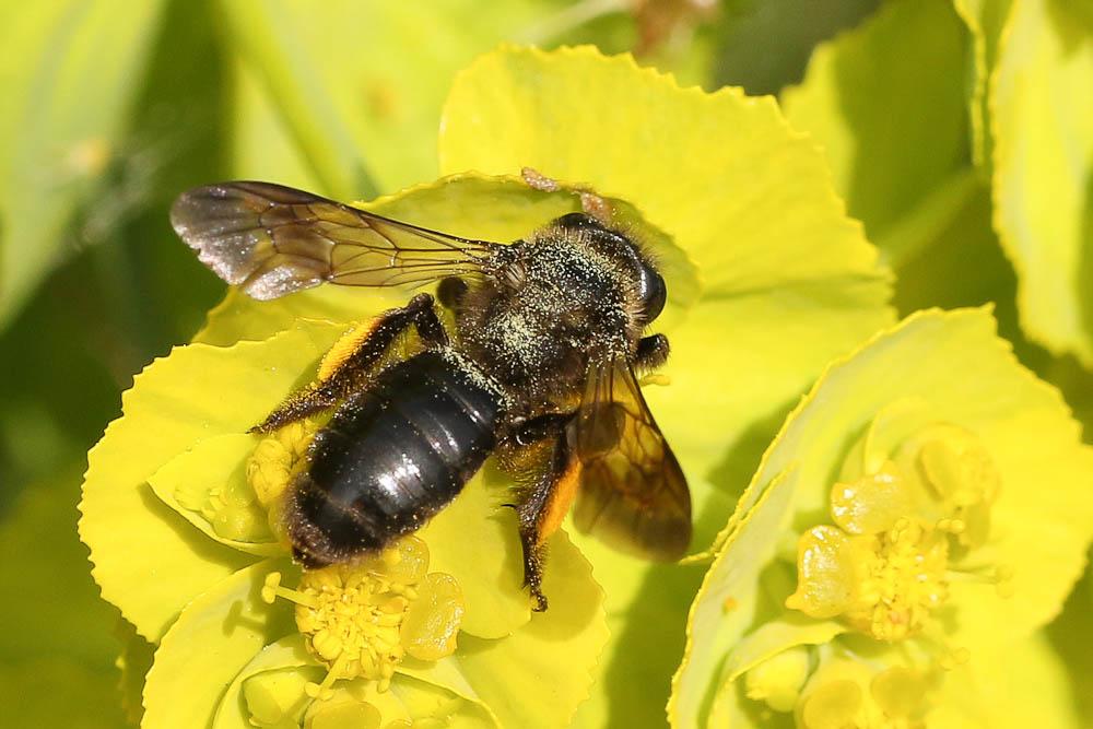  Andrena Fabricius, 1775