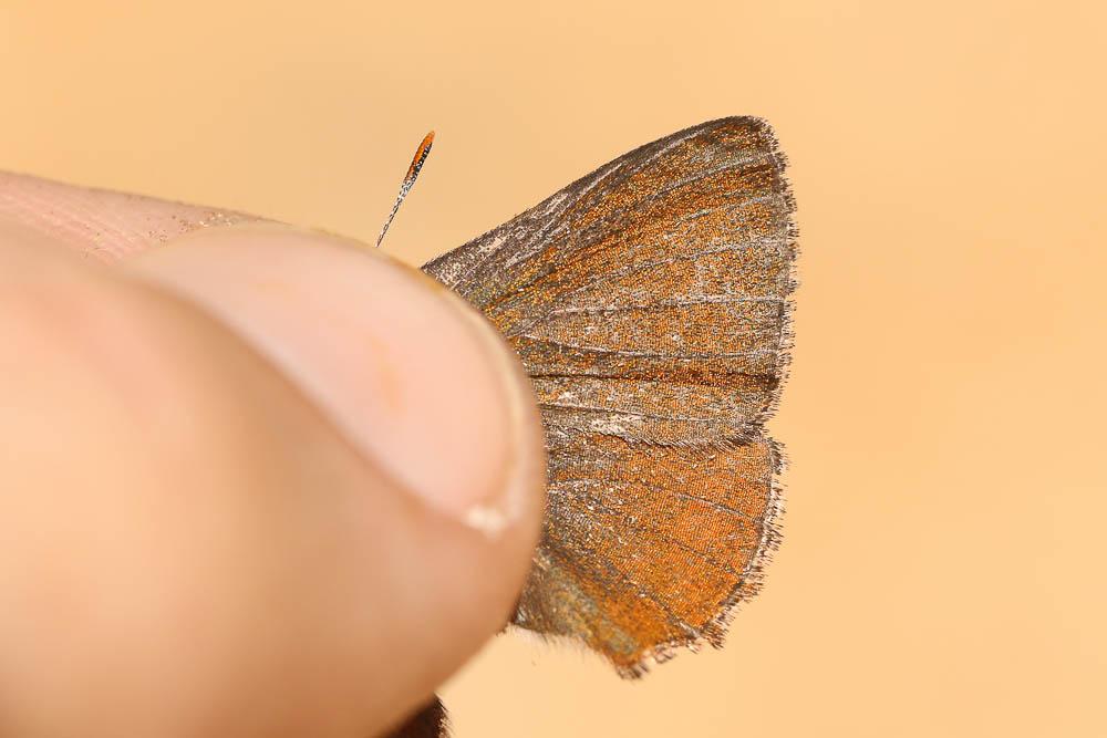 Thécla de l'Arbousier (La) Callophrys avis Chapman, 1909