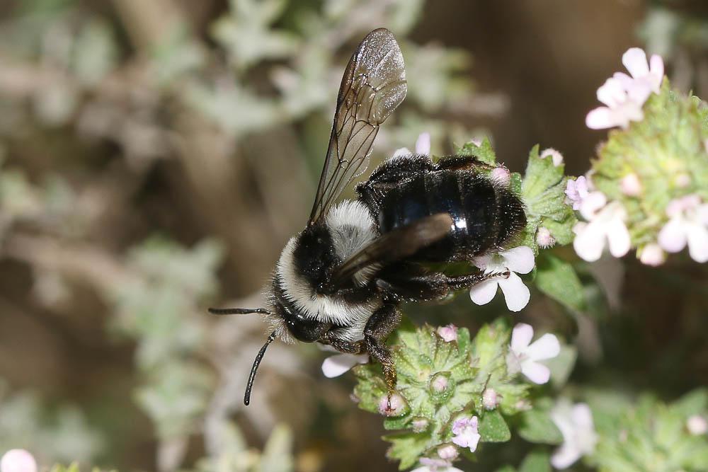 Andrena cineraria (Linnaeus, 1758)