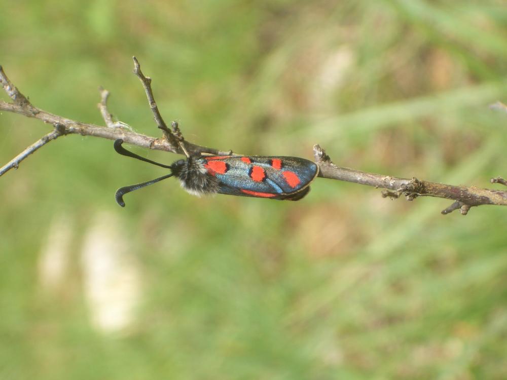 Zygène de l'Esparcette (La), Zygène de la Dorycnie Zygaena rhadamanthus (Esper, 1789)