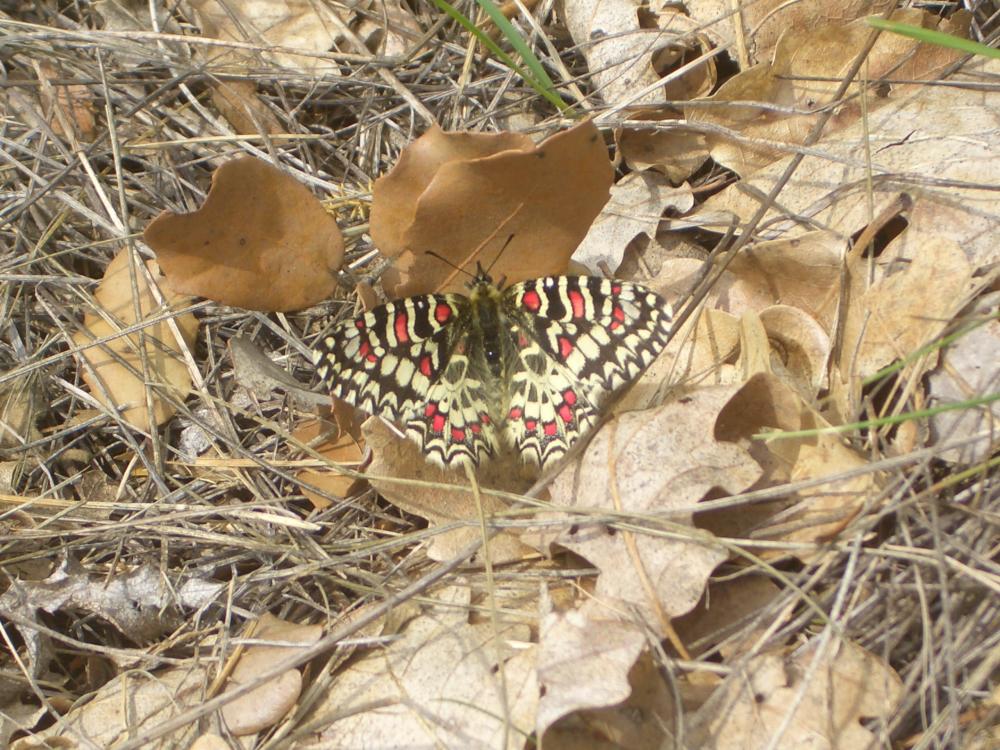 Proserpine (La), Thaïs écarlate (La), Proserpine d Zerynthia rumina (Linnaeus, 1758)
