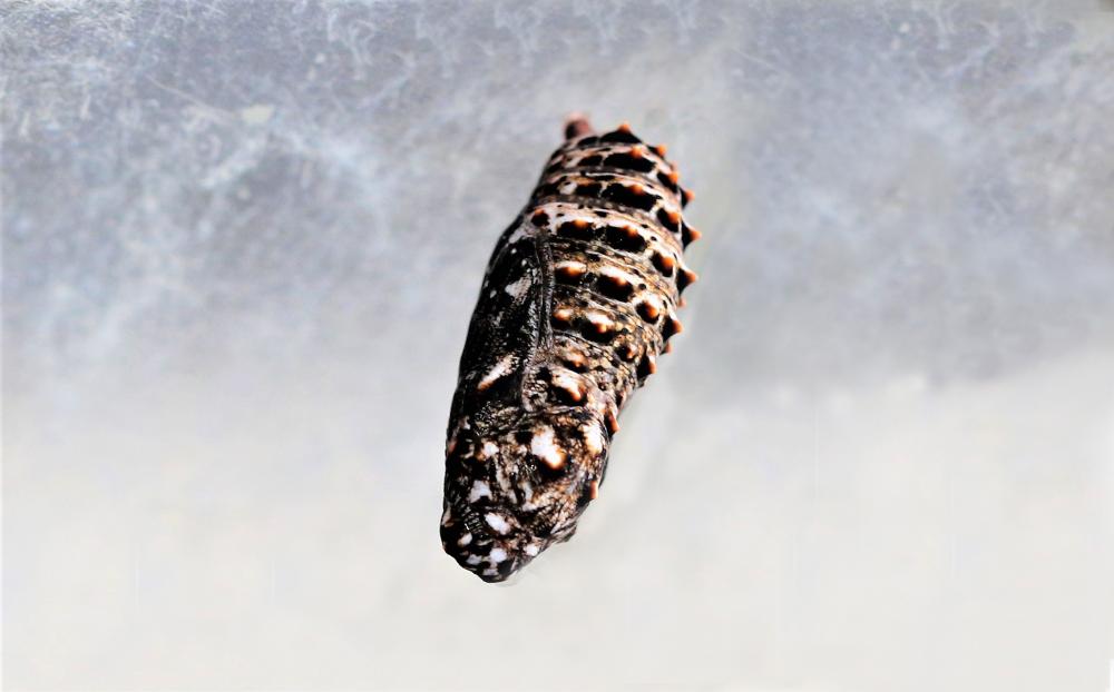 Mélitée des Centaurées (La), Grand Damier (Le) Melitaea phoebe (Denis & Schiffermüller, 1775)