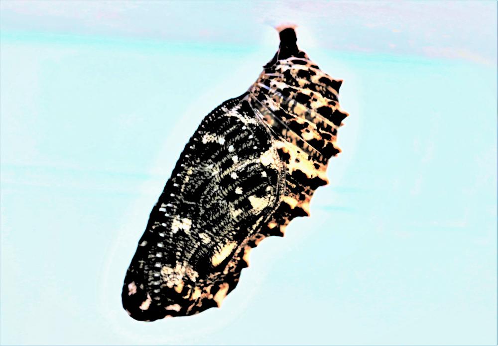 Mélitée des Centaurées (La), Grand Damier (Le) Melitaea phoebe (Denis & Schiffermüller, 1775)