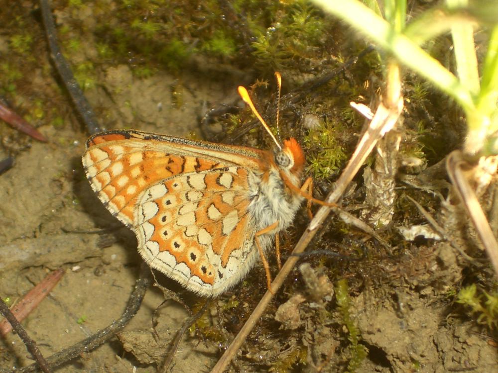 Damier de la Succise (Le), Artémis (L'), Damier pr Euphydryas aurinia (Rottemburg, 1775)