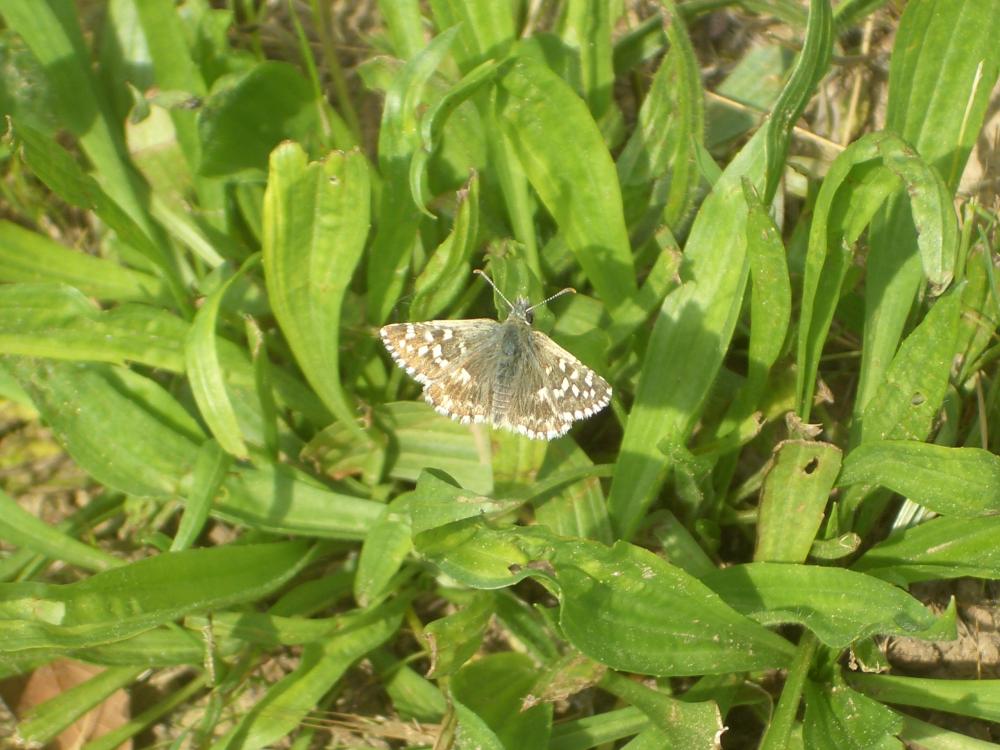 Hesperiidae Latreille, 1809