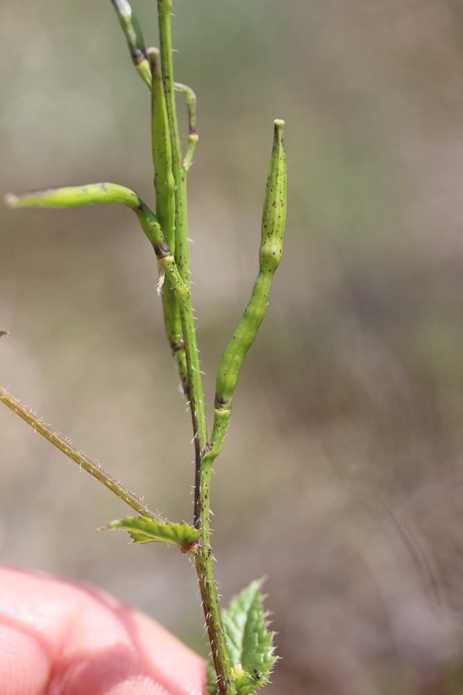 Moutarde des champs, Raveluche Sinapis arvensis L., 1753