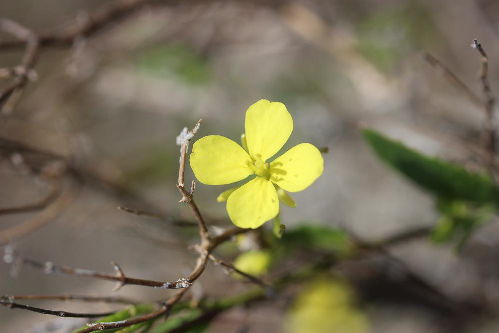 Moutarde des champs, Raveluche Sinapis arvensis L., 1753