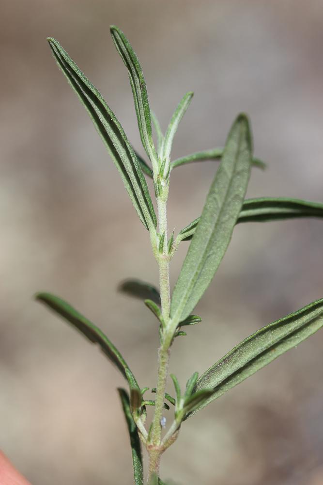 Hélianthème poilu Helianthemum violaceum (Cav.) Pers., 1806