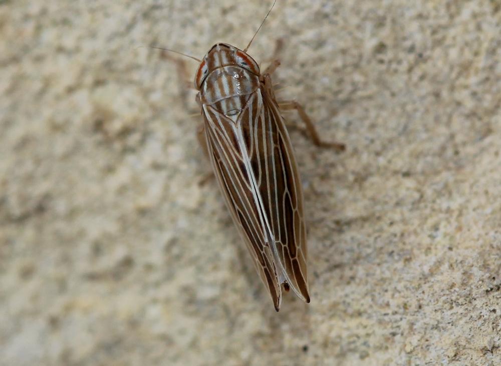  Mocydia crocea (Herrich-Schäffer, 1837)