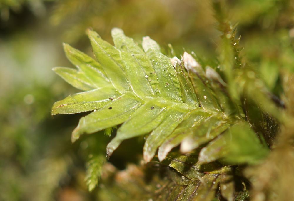 Fissidens bryoides Hedw., 1801