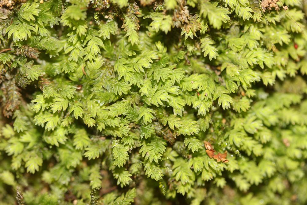 Fissidens bryoides Hedw., 1801