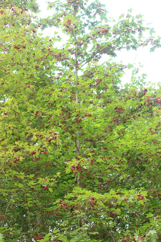 Érable champêtre, Acéraille Acer campestre L., 1753