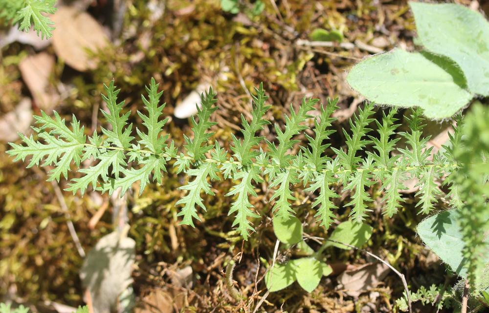 Filipendule vulgaire, Spirée filipendule Filipendula vulgaris Moench, 1794