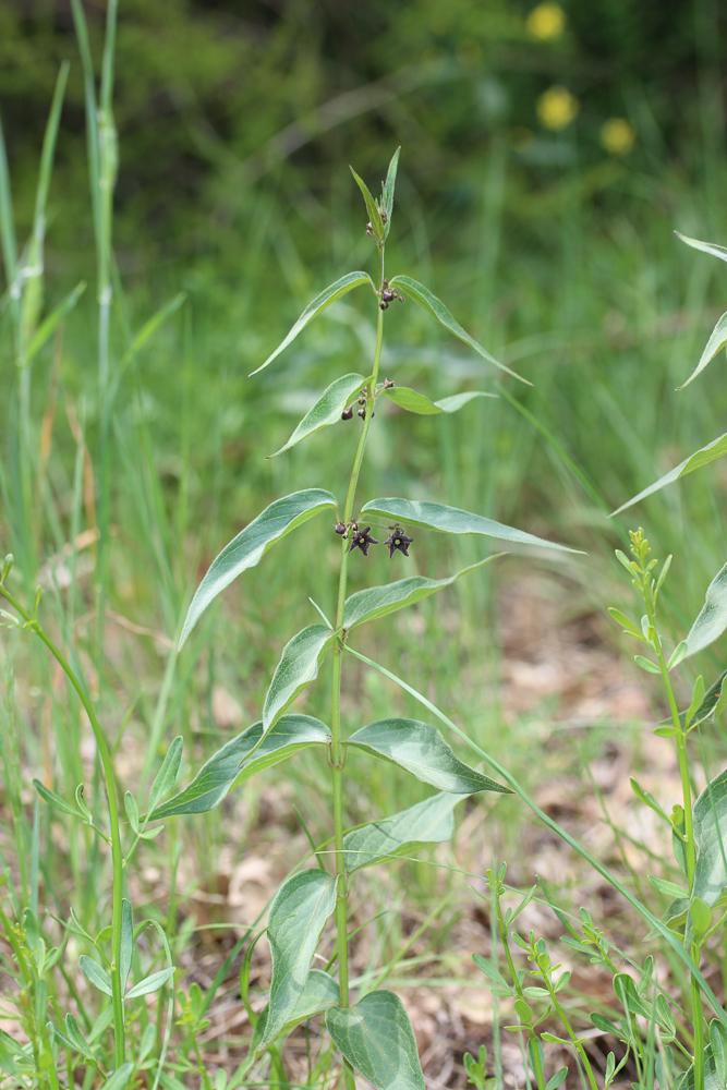 Dompte-venin noir Vincetoxicum nigrum (L.) Moench, 1802